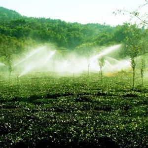 茶园喷灌